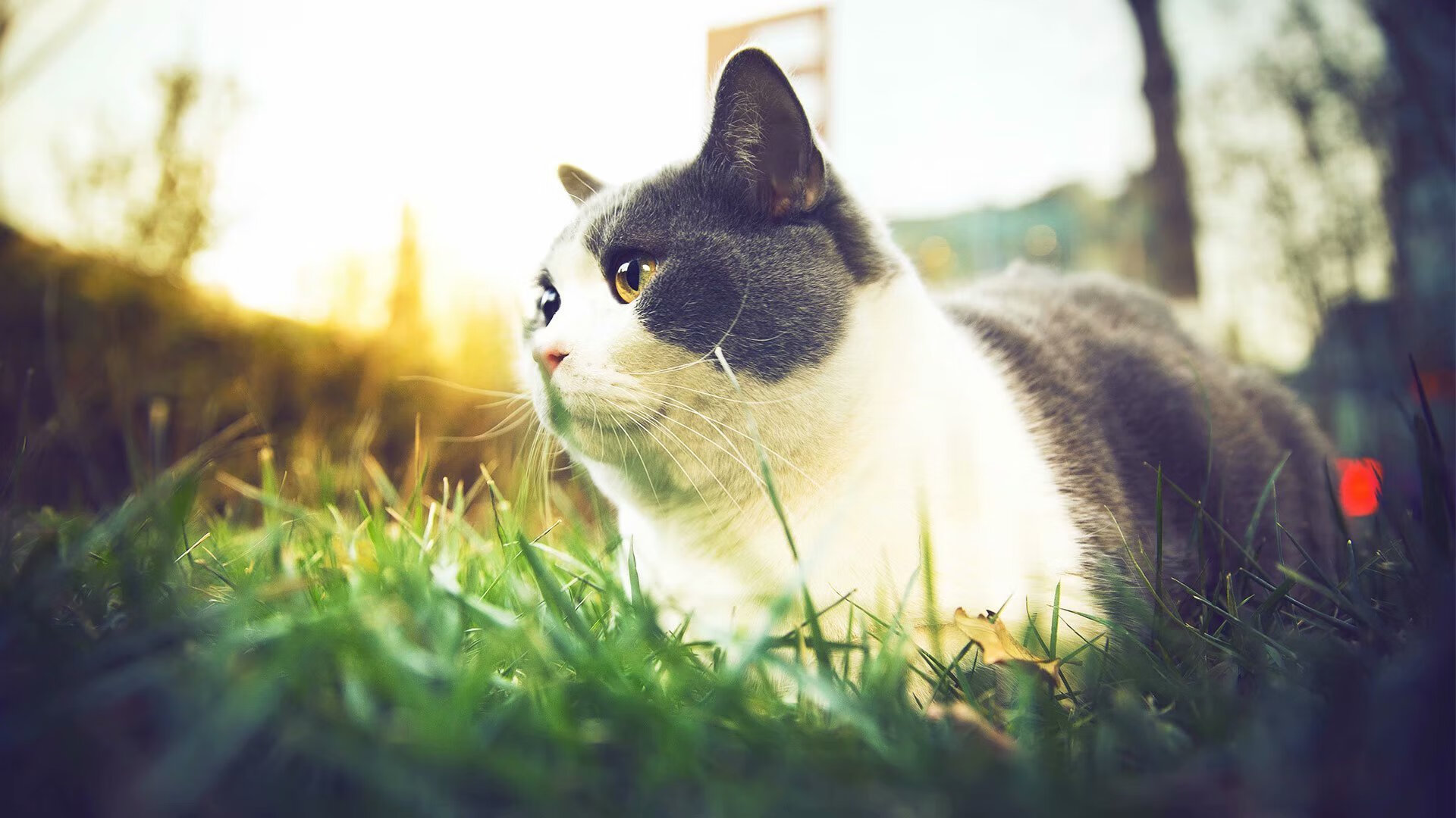 “历史瞬间:NBA曾经让人心跳的经典战役”,nba历史名场面