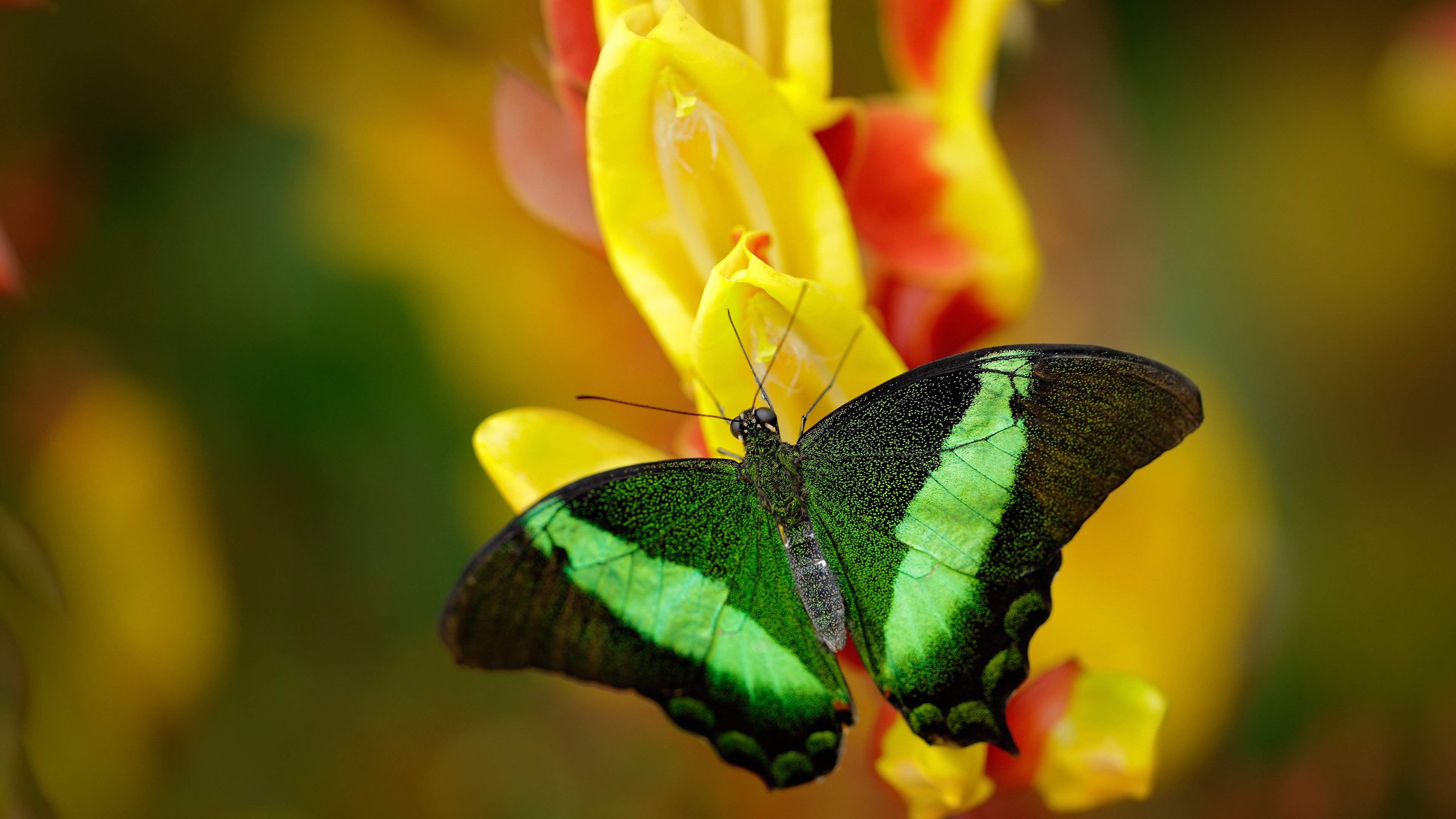“历史经典：百年NBA的最震撼瞬间”，nba历史100