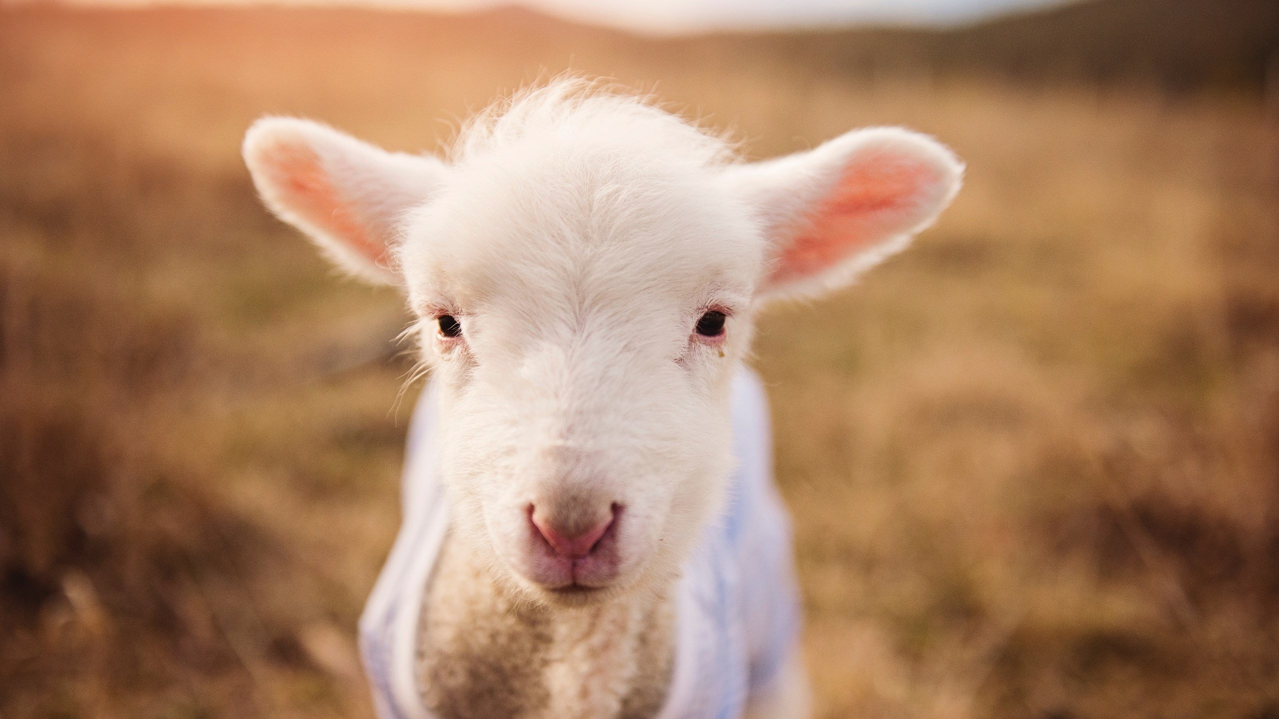 “詹姆斯生涯最经典对决盘点”，詹姆斯生涯充满传奇色彩的三次总决赛回顾