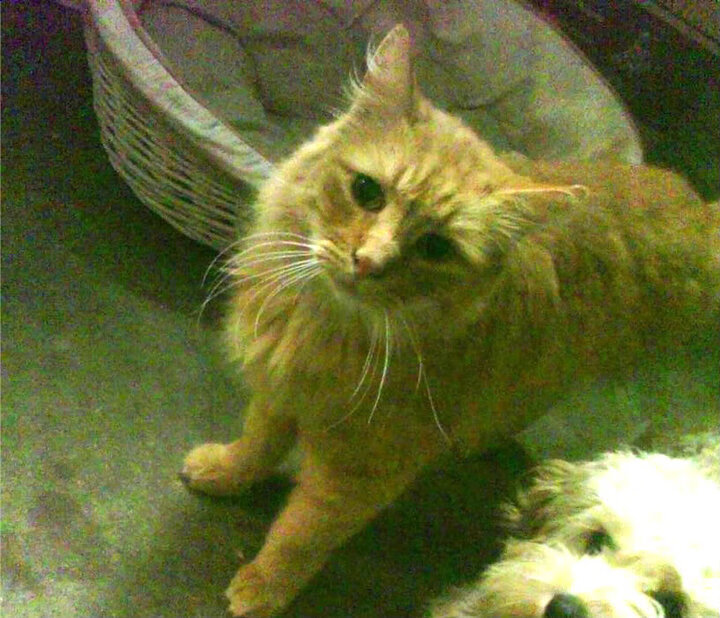 冠军背后:领袖球员的拼搏岁月,冠军的背后是强大的体魄