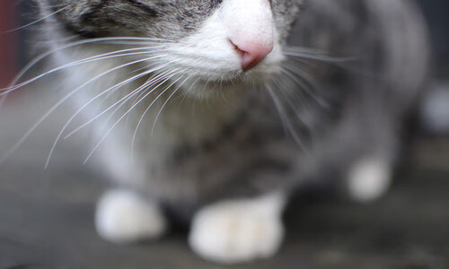 球场神技：顶级运动员的炫技时刻，球场黑科技