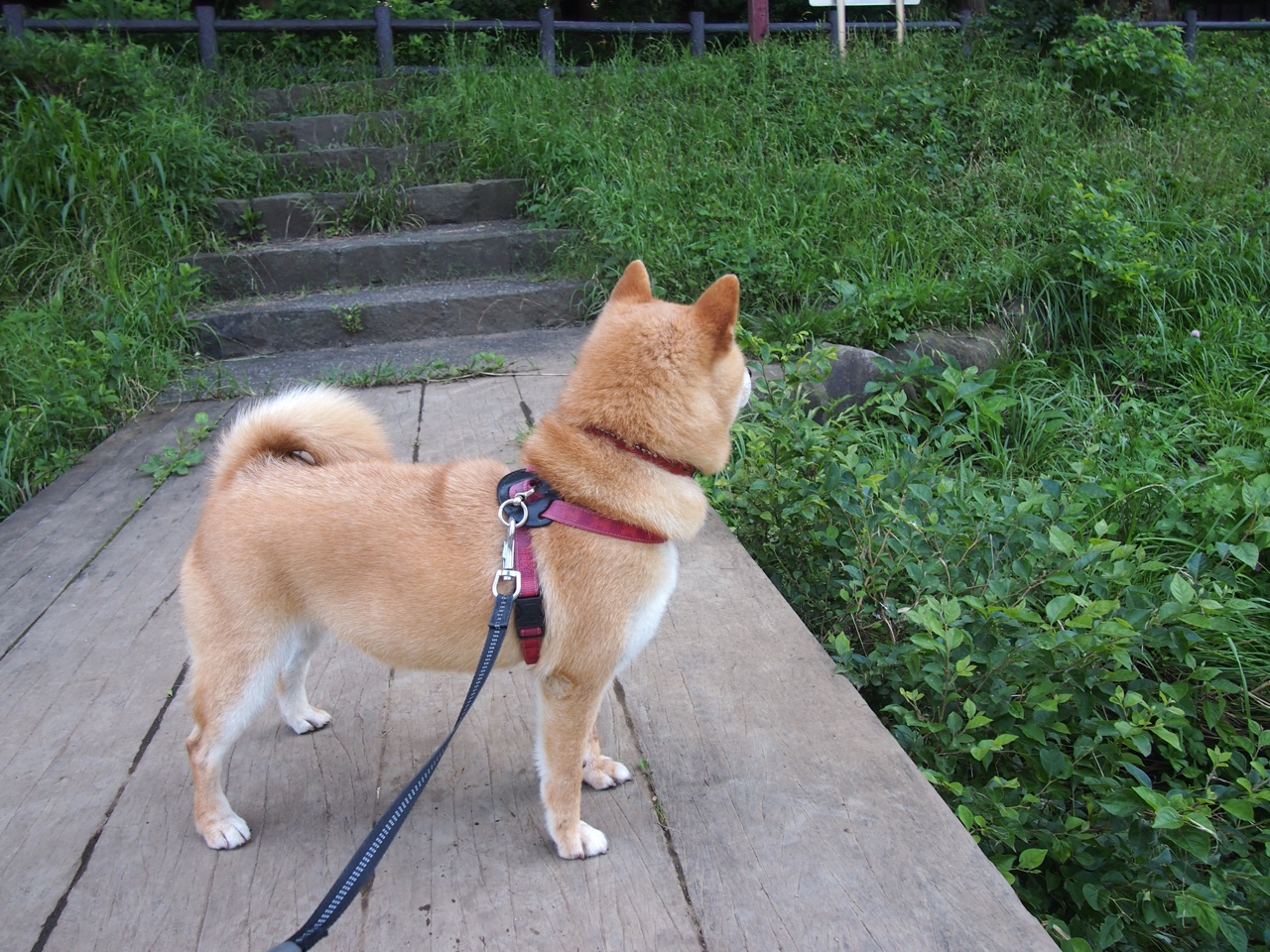 赛事直播互动技术创新实现沉浸式体验,赛事直播的意义