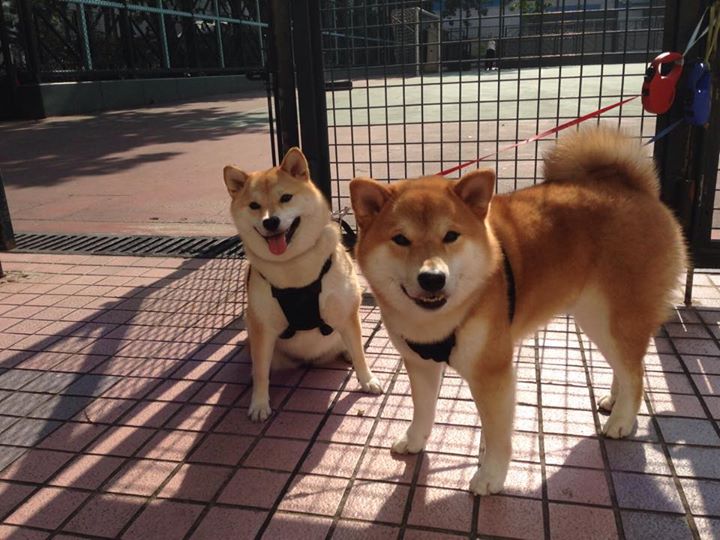 96. 球员是否应更多参与社区活动