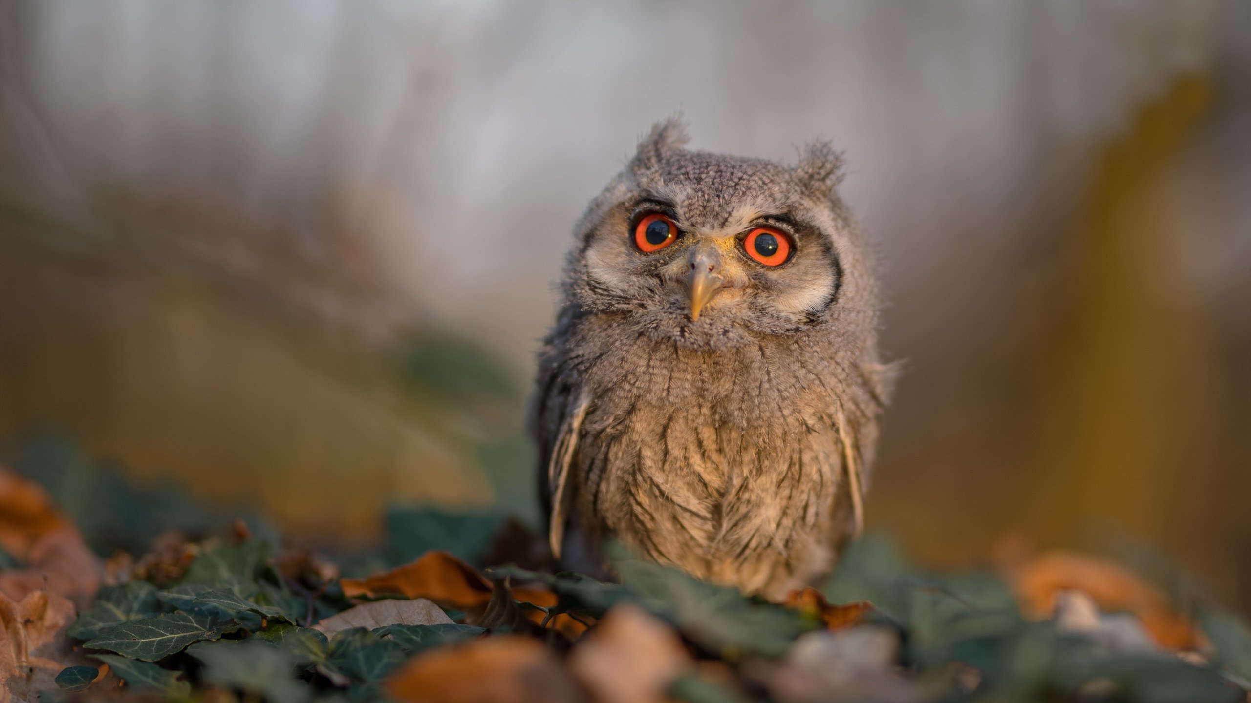 ACB联赛竞争激烈升级，acb联赛积分