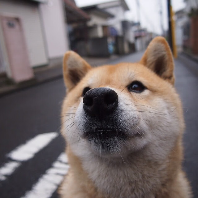 伊朗马术协会举办青少年马术交流活动,促进国际友谊。,伊朗运动员马赛克
