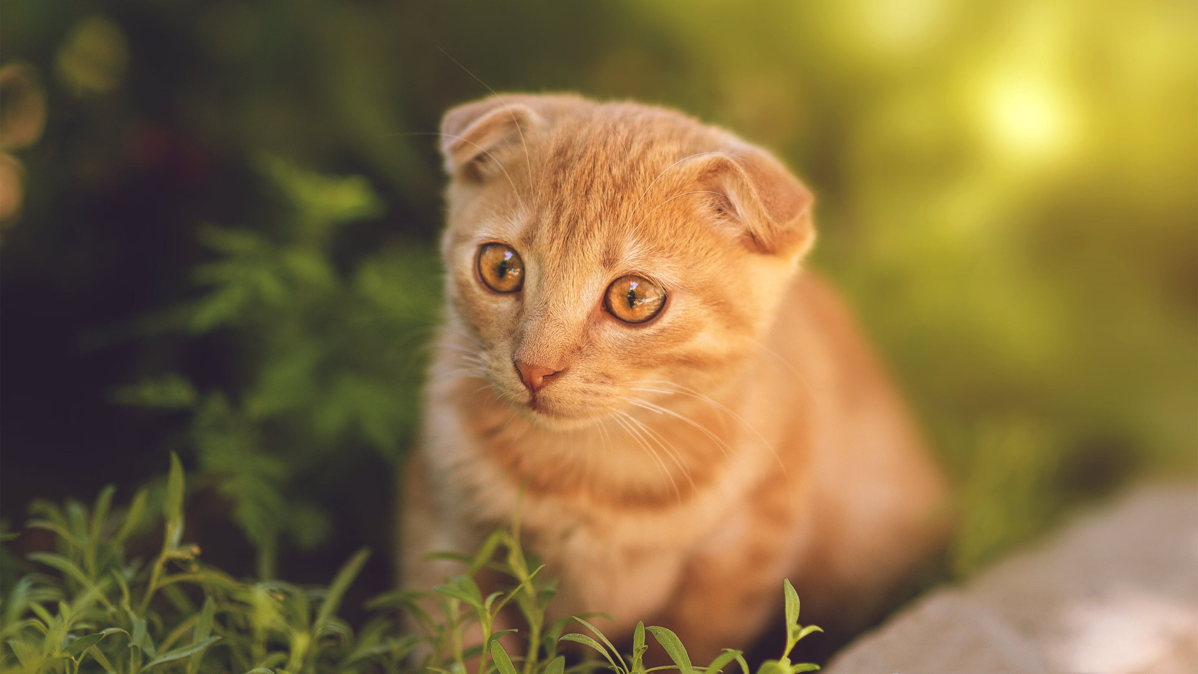 B体育下载-步行者爵士角逐，双方实力对比赛出智慧，步行者vs爵士预测分析