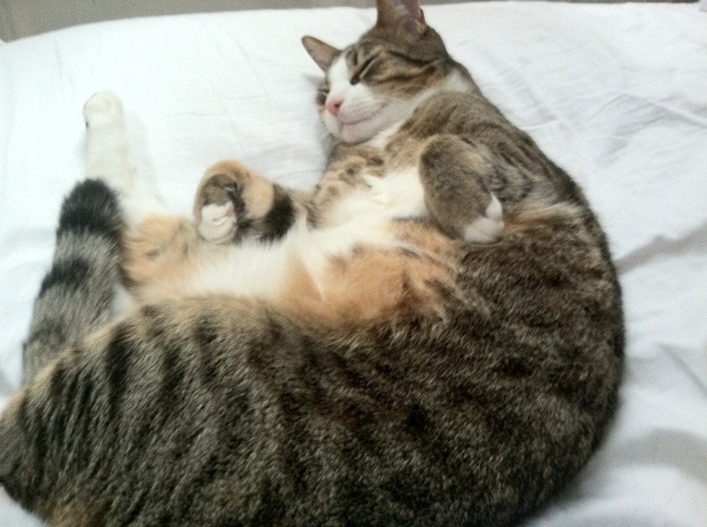 B体育(CHINA)官方网站-纽卡斯尔锋线火力全开，喜鹊军团冲击前列，纽卡斯尔吧