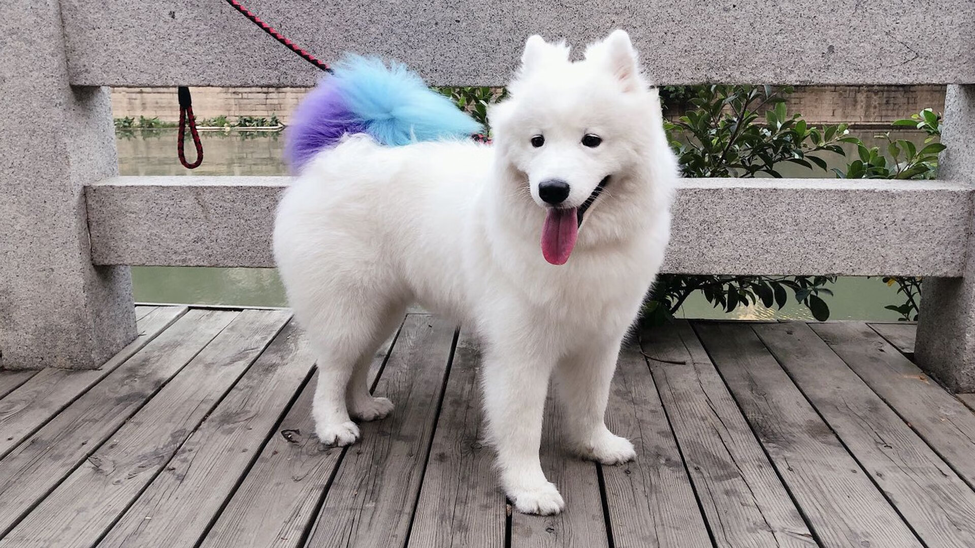 五大联赛“悬念迭起”排名变动:追逐冠军的激烈战况