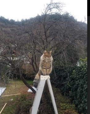 全国老年乒乓球联赛精彩纷呈，乒乓球全国老年组冠军