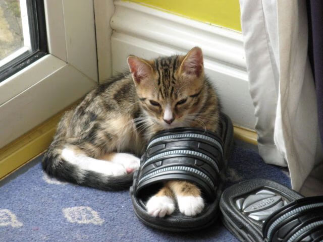 国足年度技术细节训练完成率统计,国足训练强度