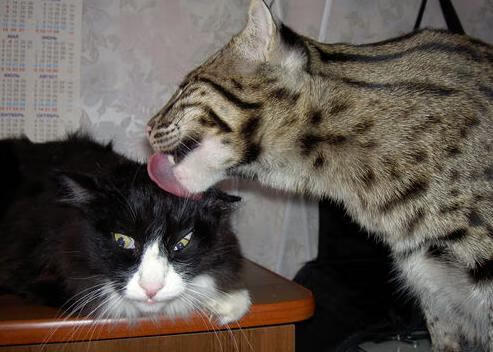 篮球运动员训练计划科学制定，篮球训练计划制定的步骤