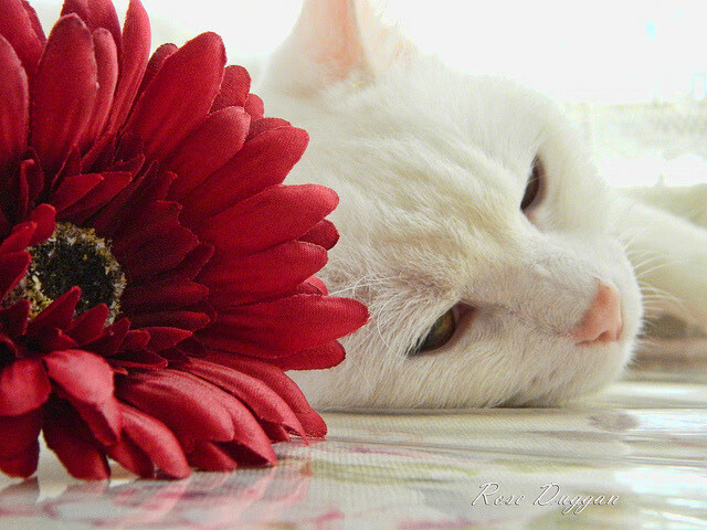 高寒地区体育设施适应性设计标准研究,高寒地区体育设施适应性设计标准研究