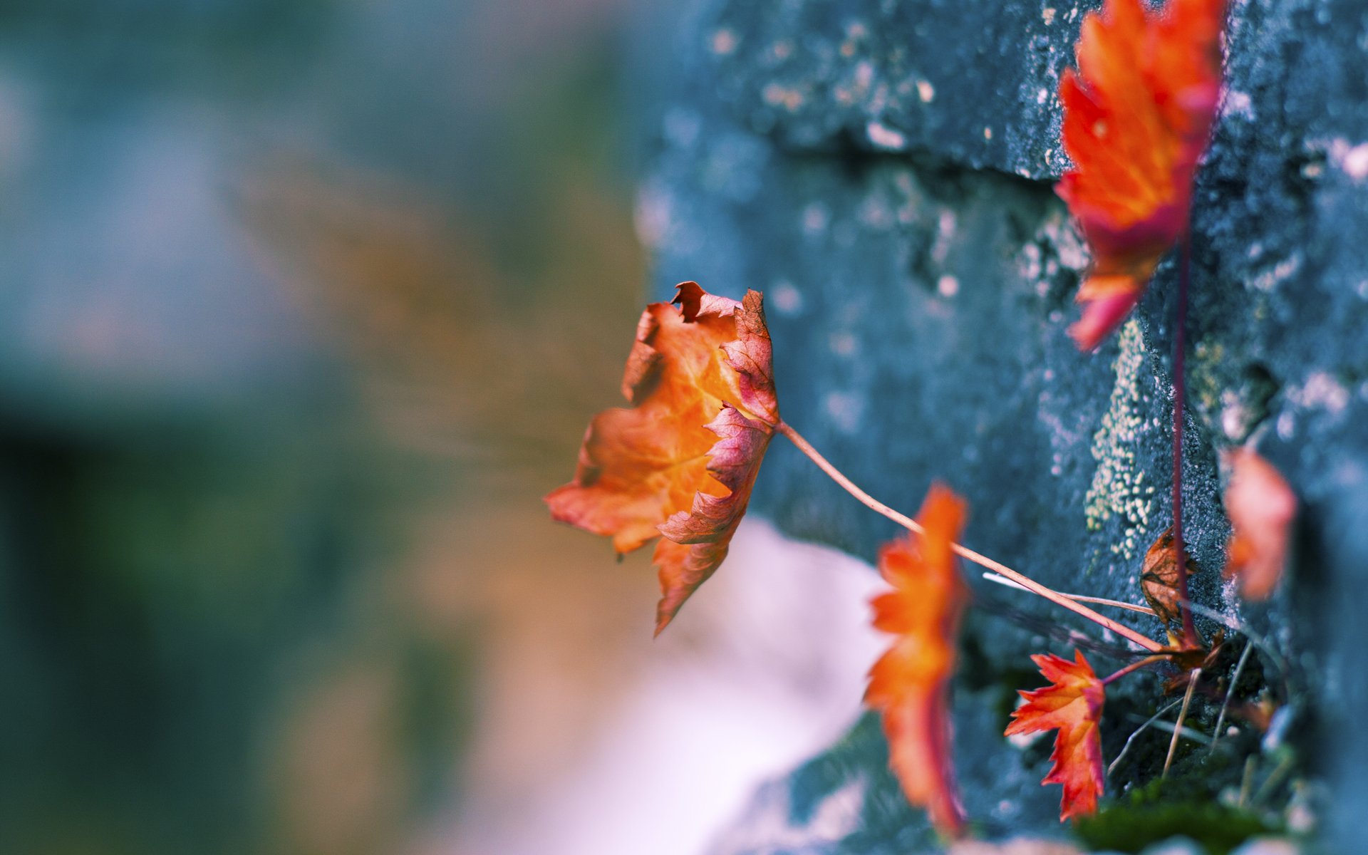 中国男篮提升篮板球争夺效率,中国篮球篮板高度是多少
