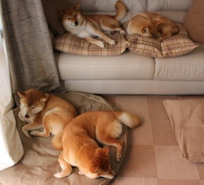 自由泳赛道划频波动数据首次发布，自由泳 划水频率