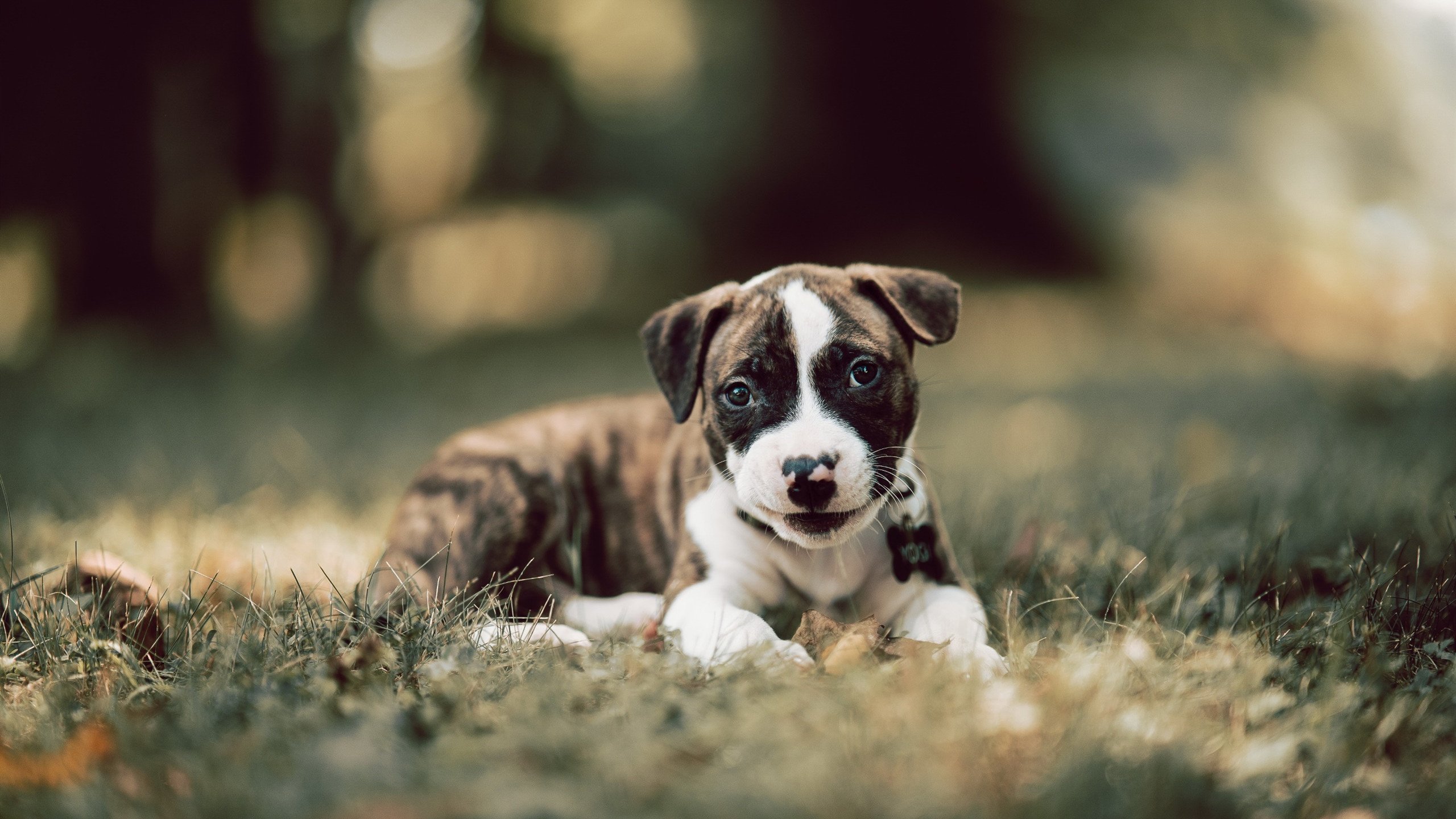 运动员心理建设融入日常训练,运动员心理建设融入日常训练方案