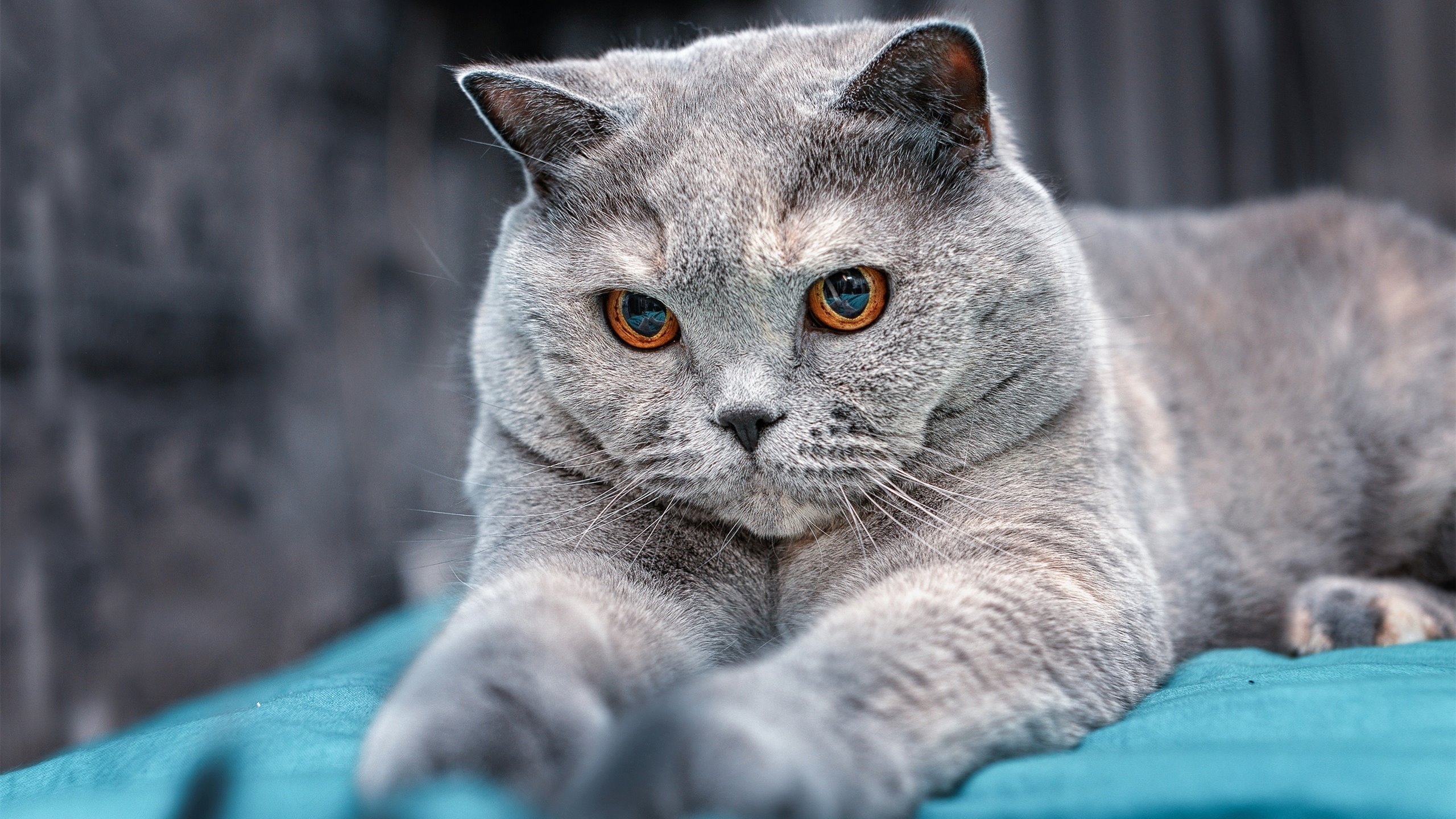 青少年体育赛事火爆激发运动热情,青少年体育项目