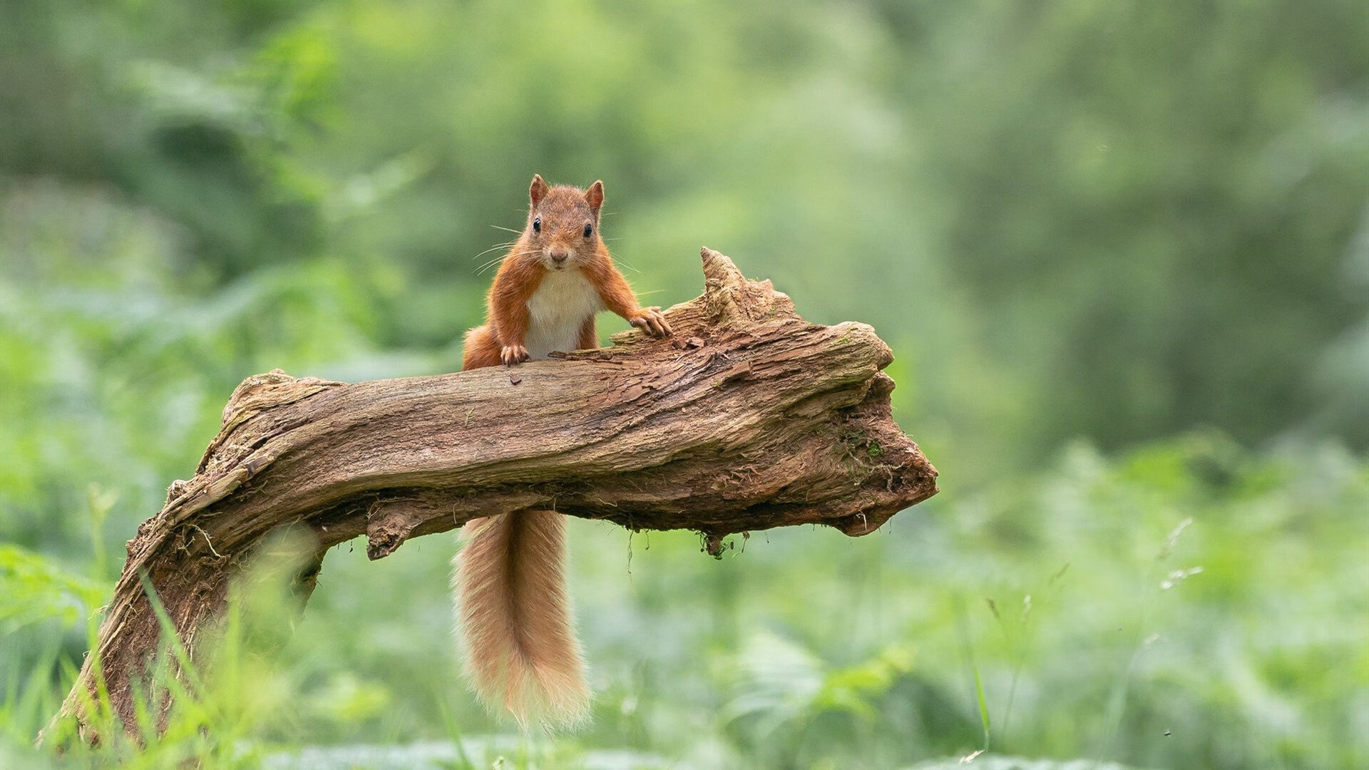 b体育app-体育题材影视作品热播推动公众关注赛事背后故事，体育题材的电影