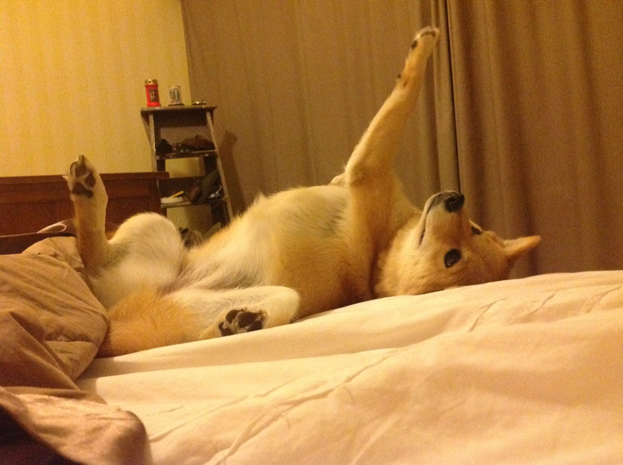 团队协作默契，双人跳表现突出，双人跳最好的组合是什么