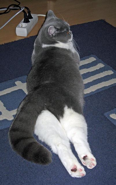 b体育在线平台-塞尔·拉恩：他是全黑队反击战术的关键，速度和突破让全队充满活力