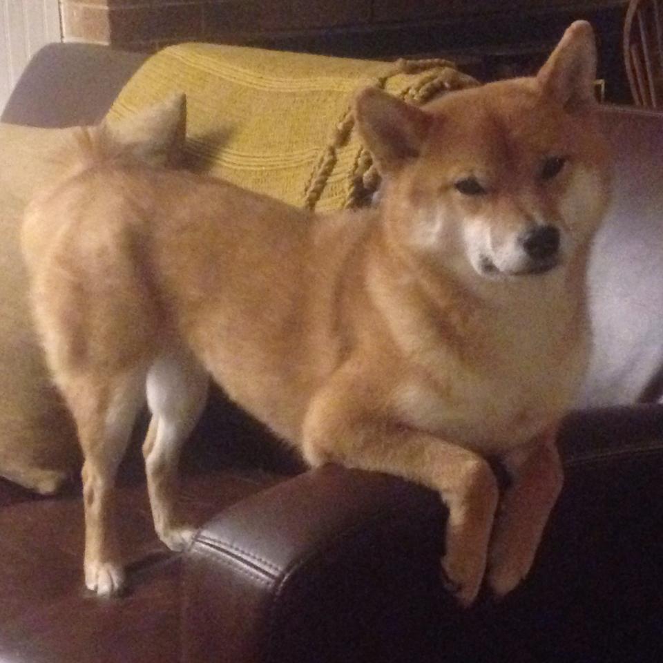 B体育APP下载网址-巴西队在南美预赛领先，晋级形势乐观