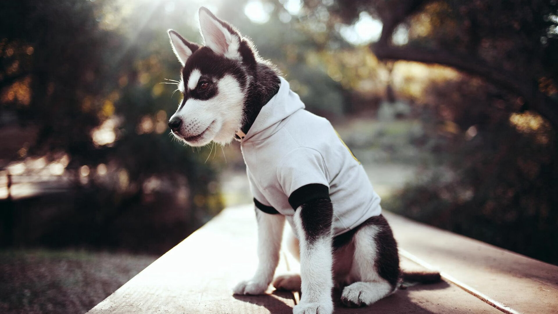 b体育入口-德甲闪耀全场：流畅节奏、大开大合，德甲节奏快