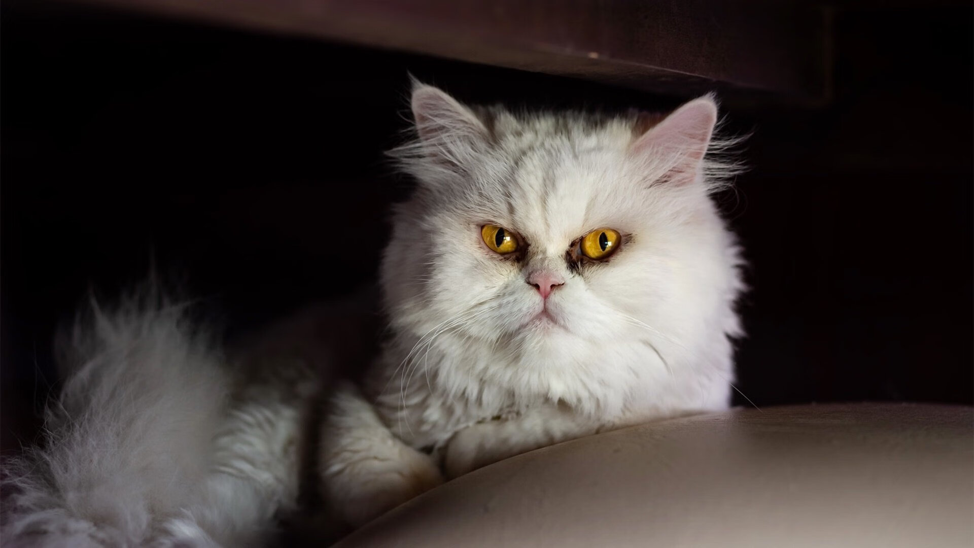 特立尼达和多巴哥队在中美洲锦标赛中积累经验,迎接未来挑战